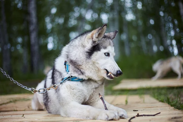 Honden kennel met Siberische Husky. — Stockfoto