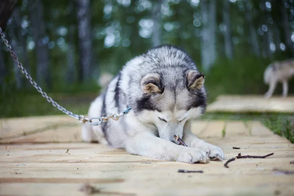 Hodowla psów z syberyjskim Husky. — Zdjęcie stockowe