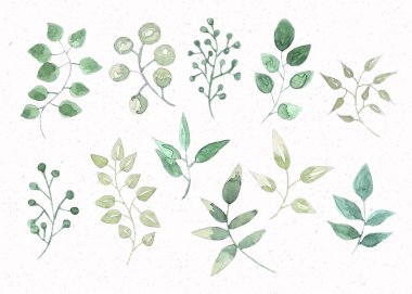 Suluboya boyalı yaprakları