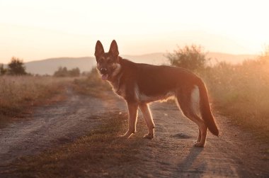 köpek alman çoban yürüyüşü