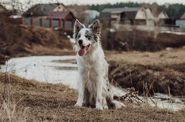 Cane Confine Collie Piedi — Foto Stock