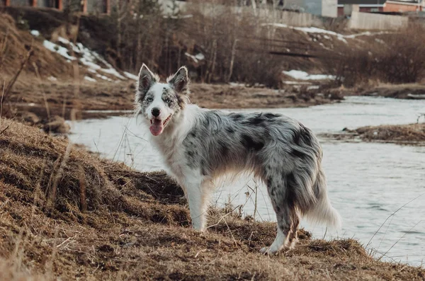 犬のボーダーコリーウォーク — ストック写真