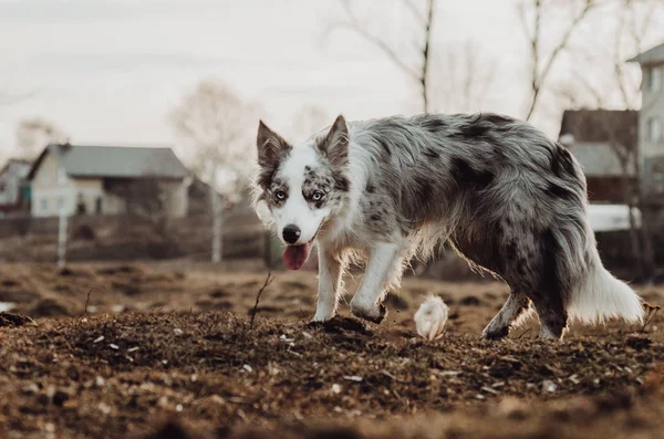 Dog Border Collie Walk — Stock Photo, Image