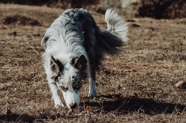 Cão Fronteira Collie Passeio — Fotografia de Stock