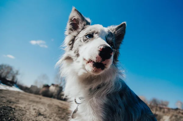 Cane Confine Collie Piedi — Foto Stock