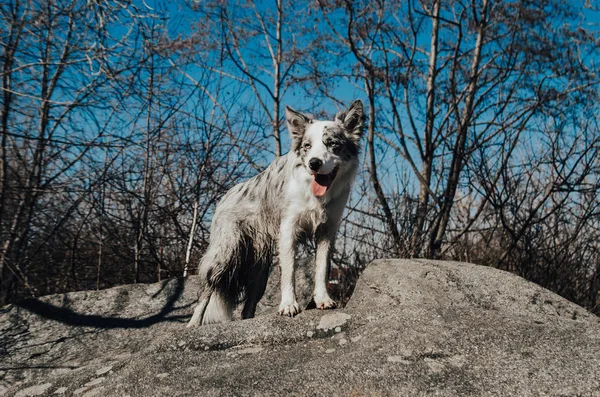 Cão Fronteira Collie Passeio — Fotografia de Stock