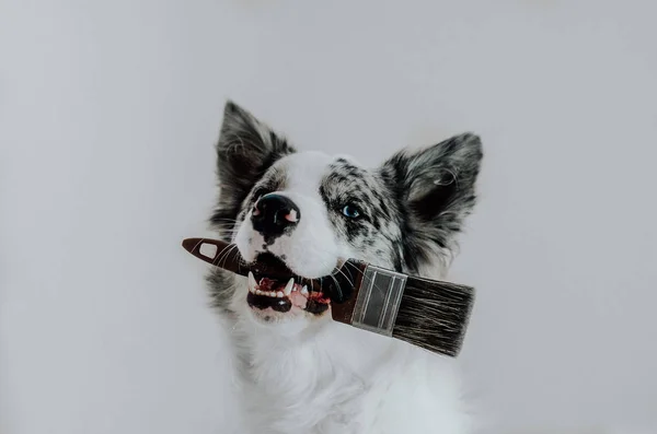 Beyaz Arka Plan Sınır Collie Üzerinde Köpek — Stok fotoğraf
