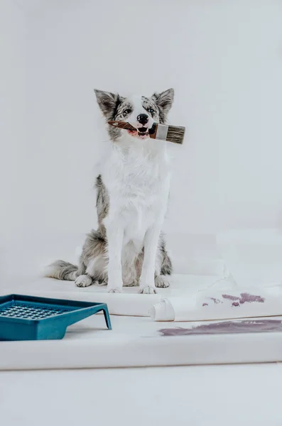 Bir Fırça Ile Beyaz Arka Plan Sınır Collie Üzerinde Köpek — Stok fotoğraf