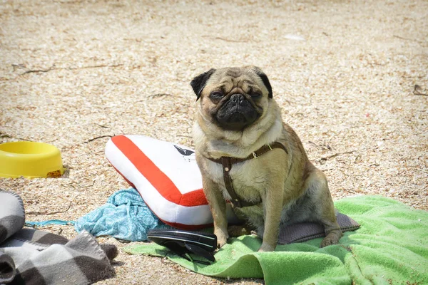 Lecie Pies Siedzi Plaży Plaży Ona Jest Bardzo Gorąco Obrazek Stockowy