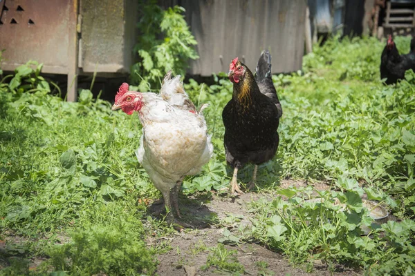 Estate Sulla Strada Nel Cortile Sono Due Galline Adulte — Foto Stock