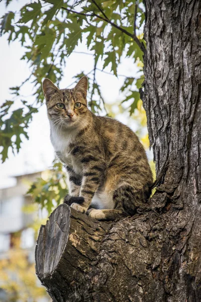 Sommar Solig Dag Katt Sitter Ett Träd Och Klockor Någon — Stockfoto