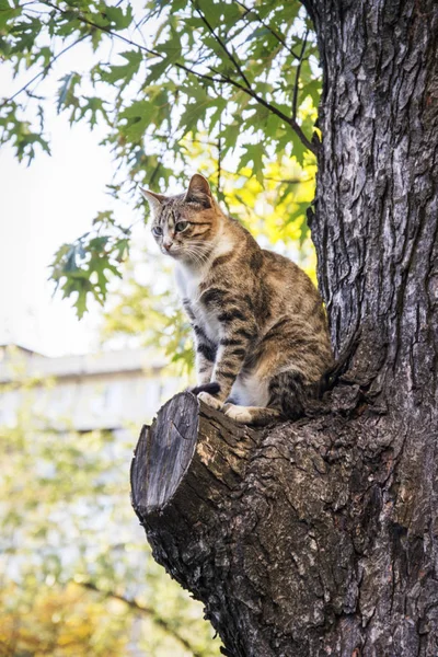 Καλοκαίρι Μια Φωτεινή Ηλιόλουστη Ημέρα Μια Γάτα Κάθεται Ένα Δέντρο — Φωτογραφία Αρχείου
