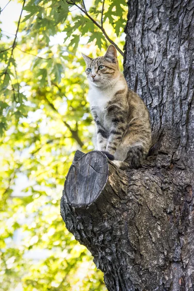 Sommar Solig Dag Katt Sitter Ett Träd Och Klockor Någon — Stockfoto