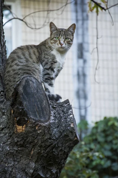 Sommar Solig Dag Katt Sitter Ett Träd Och Klockor Någon — Stockfoto