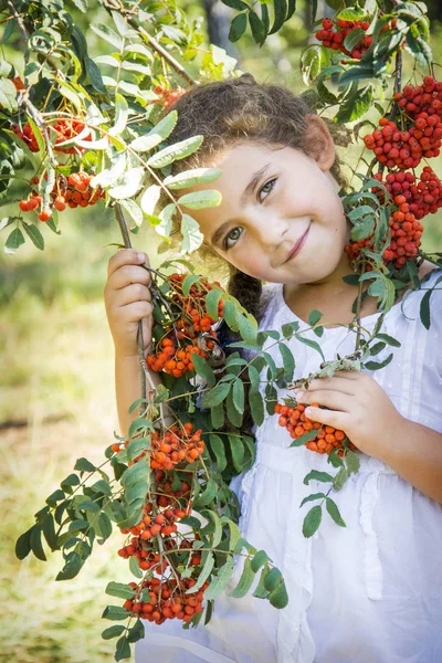 Sommer Steht Busch Einer Eberesche Ein Kleines Lustiges Mädchen — Stockfoto