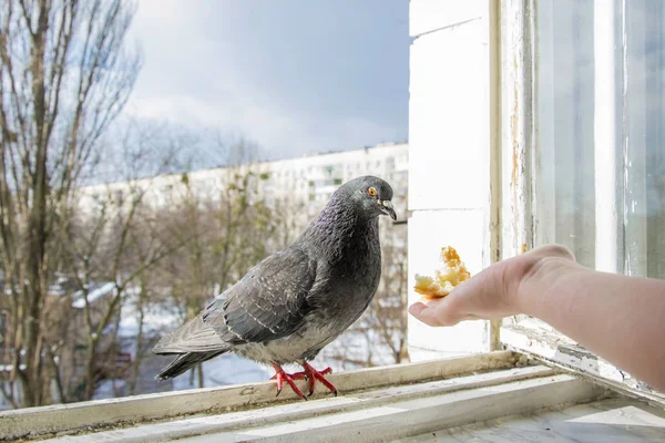 Winter Balcony You Can Feed Bread Hand Gray Hungry Dove Rechtenvrije Stockafbeeldingen