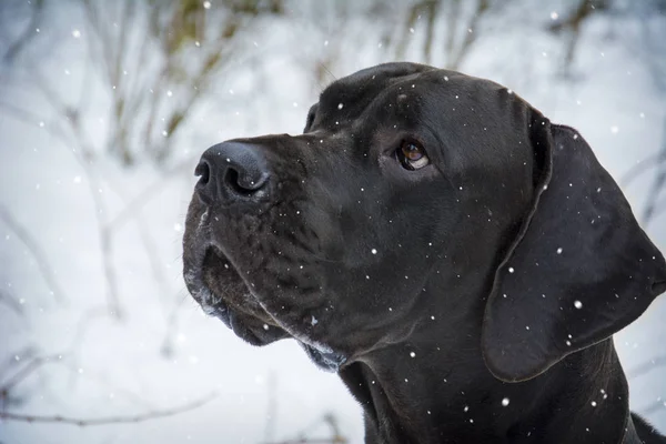 Duitse Dog Winter Een Grote Zwarte Hond Staat Het Bos Rechtenvrije Stockfoto's