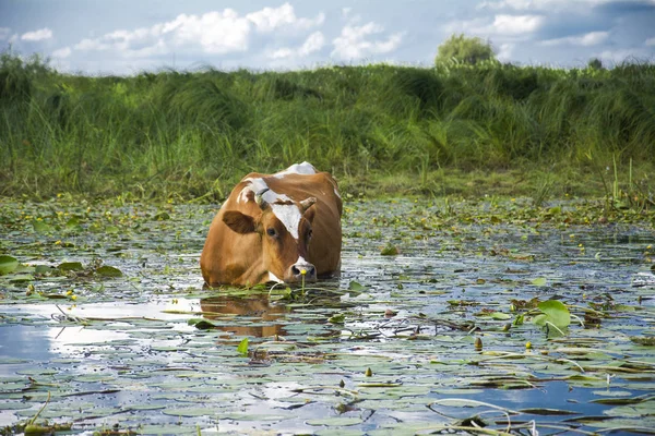 Nell Estate Giorno Soleggiato Lucente Vacca Venne Posto Annaffiante Lei — Foto Stock