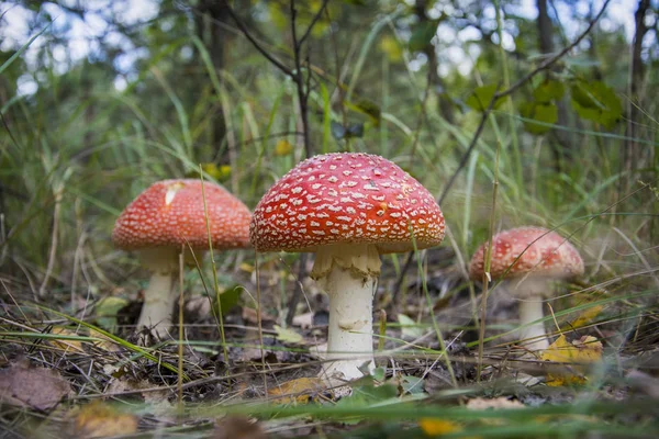 Été Dans Forêt Bouleaux Automne Une Famille Amanitas — Photo