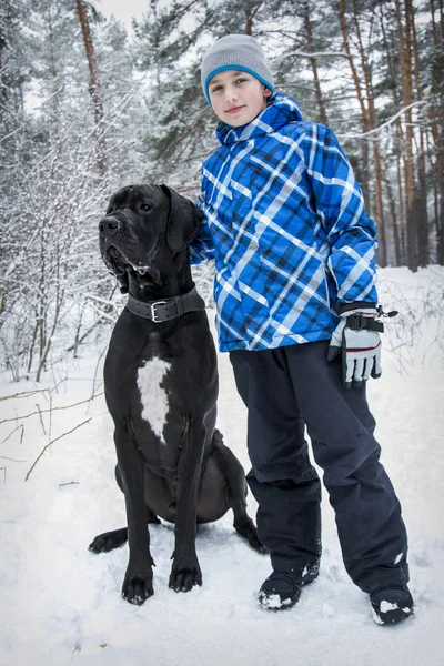 Vinterskoven Går Drengen Med Great Dane - Stock-foto
