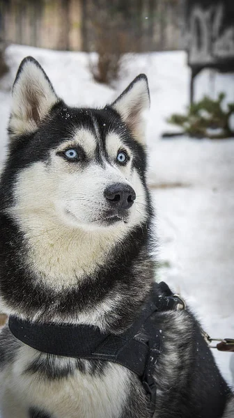 Invierno Joven Perro Husky Hermoso Sienta Nieve —  Fotos de Stock