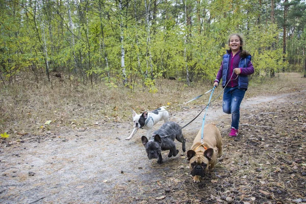 Na floresta de outono, uma menina brinca com três touros franceses — Fotografia de Stock