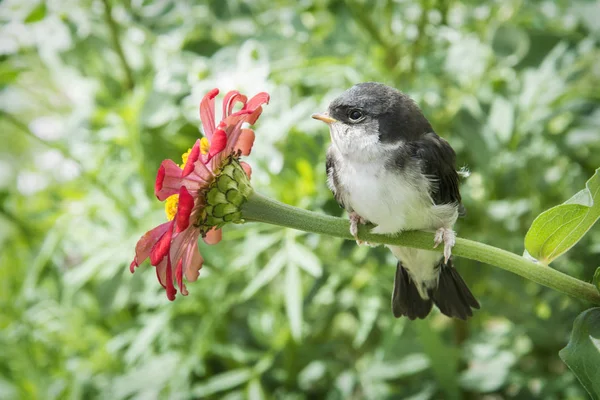 In summer, a swallow chick sits on a flower. — Stock Photo, Image