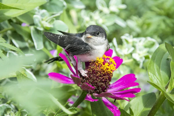 In summer, a swallow chick sits on a flower. — Stock Photo, Image