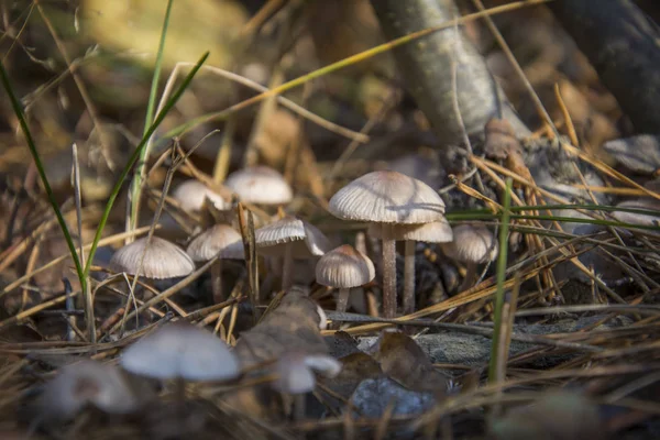 Na podzim jedovaté muchomůrky v lese. — Stock fotografie