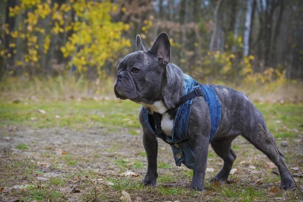 På sommaren sitter en grå fransk bulldogg klädd i jeansväst i — Stockfoto