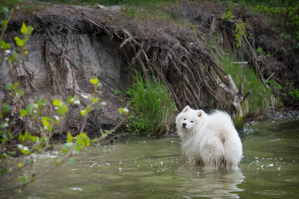 Yazın Samoyed Köpeği Nehirdeki Bir Uçurumun Kenarında Durur — Stok fotoğraf