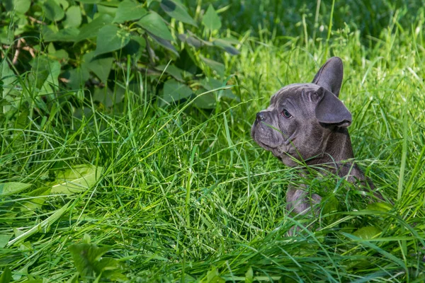 Verão Nas Ruas Grama Pequeno Cachorro Raça Bulldog Francês — Fotografia de Stock