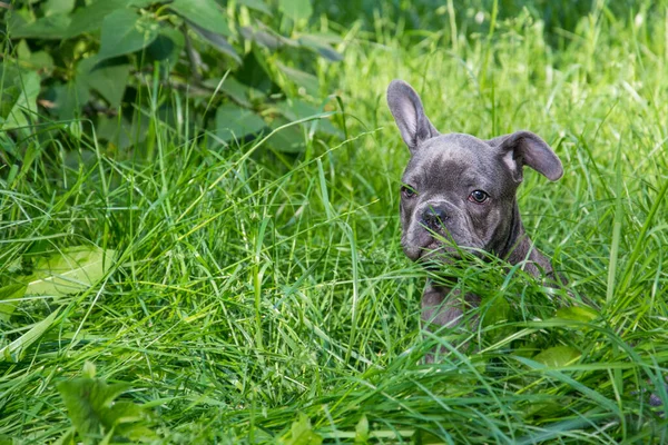 Verano Las Calles Hierba Pequeño Cachorro Raza Bulldog Francés —  Fotos de Stock