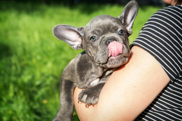 Summer Bright Sunny Day Woman Holds Small French Bulldog Puppy — Stock Photo, Image