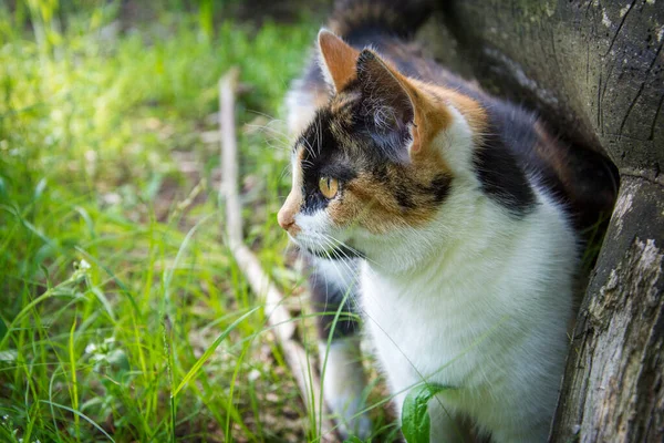 Sommaren Eftermiddag Tricolor Katt Tittar Någon Gräset — Stockfoto