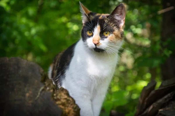 Sommaren Eftermiddag Tricolor Katt Tittar Någon Gräset — Stockfoto