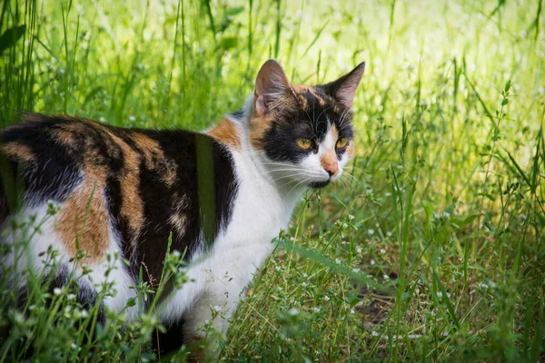 Yazın Öğleden Sonra Renkli Bir Kedi Çimenlerde Birini Izliyor — Stok fotoğraf