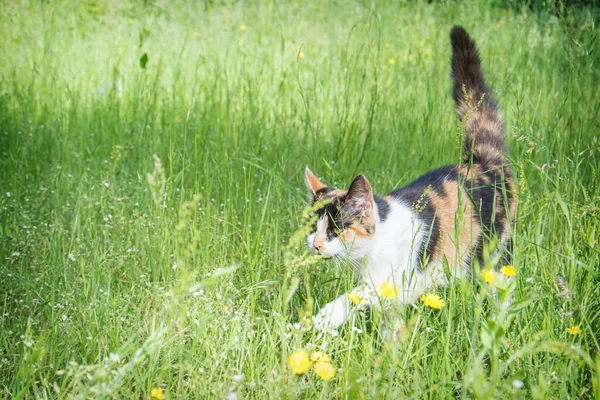 Καλοκαίρι Μια Ηλιόλουστη Μέρα Μια Τρίχρωμη Γάτα Περπατά Στο Γρασίδι — Φωτογραφία Αρχείου