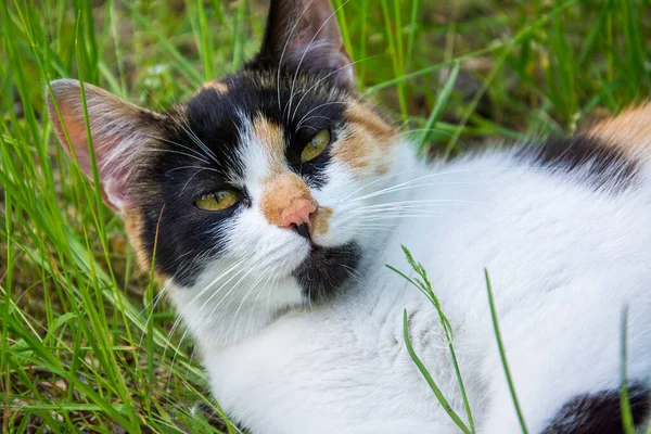 Yazın Güneşli Bir Günde Renkli Bir Kedi Çimenlerde Uzanıyor — Stok fotoğraf