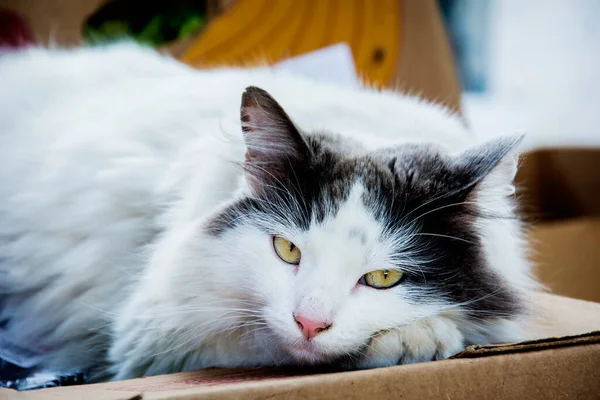 Jalan Pada Siang Hari Terletak Kucing Hitam Dan Putih Close — Stok Foto
