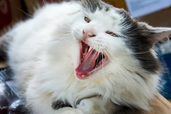 Jalan Pada Siang Hari Terletak Kucing Hitam Dan Putih Dengan — Stok Foto