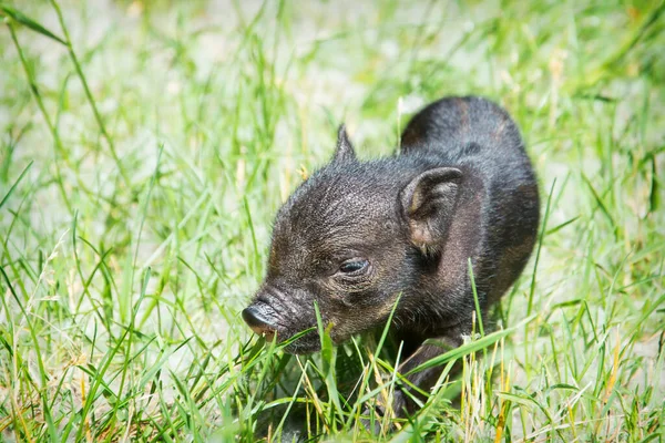 Grass Bright Sunny Day Black Little Pig — Stock Photo, Image