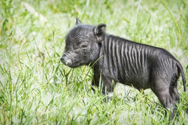 Grass Bright Sunny Day Black Little Pig — Stock Photo, Image
