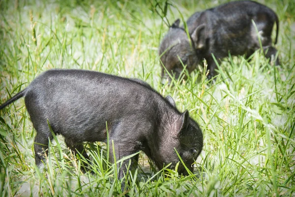 Летом Траве Яркий Солнечный День Две Маленькие Свиньи — стоковое фото