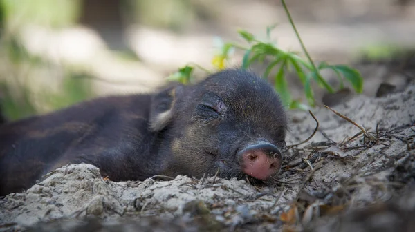 Grass Sunny Day Black Little Pig Sleeps Soundly — Stock Photo, Image