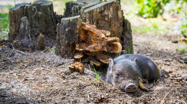 Grass Sunny Day Black Little Pig Sleeps Soundly — Stock Photo, Image