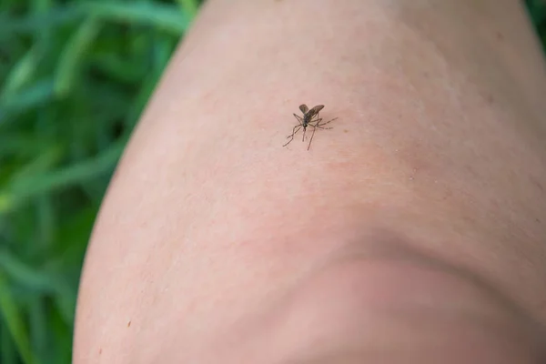 Verão Mosquito Senta Uma Mão Floresta — Fotografia de Stock