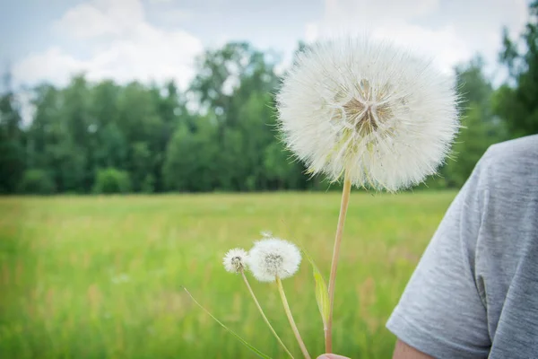 Sommar Utomhus Porträtt Romantisk Flicka Med Stor Fluffig Maskros Barnet — Stockfoto