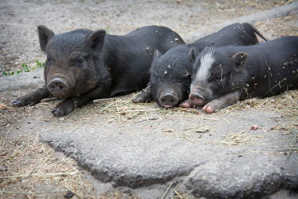 Summer Afternoon Three Black Pigs Sleep Farm — Stock Photo, Image