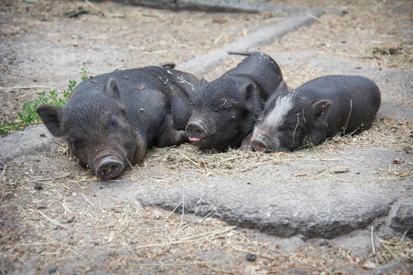夏天的下午 三只黑猪睡在外面的农场里 — 图库照片